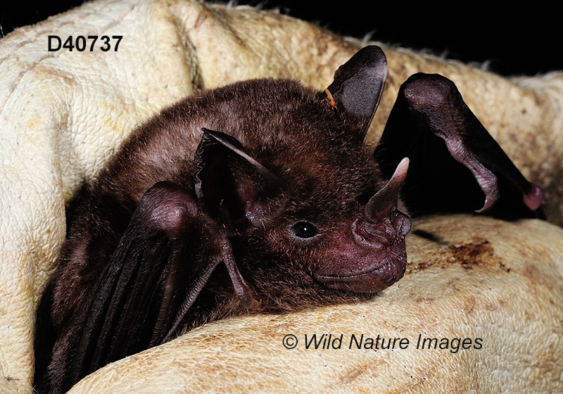 Carollia perspicillata, Seba's Short-tailed Bat